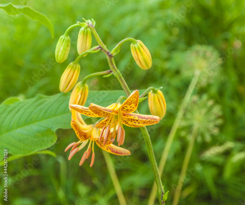 Martagon or turk's cap lily, lilium martagon  Peppard Gold' in garden photo