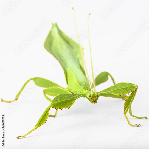 Green Leaf Mantis Mantid Mantises Mantidae Mantodea on dead autumn brown leaves in the jungles of Thailand, macro micro close up Phyllium celebicum bioculatum and copyspace photo