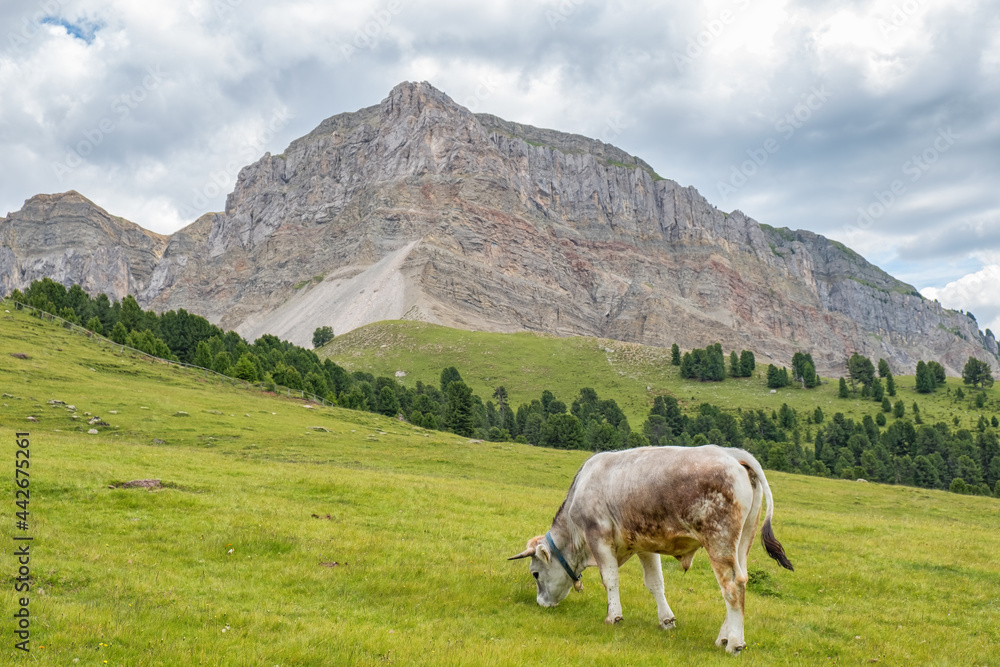 Cow grazing on an alp meadow with beautiful mountain formation