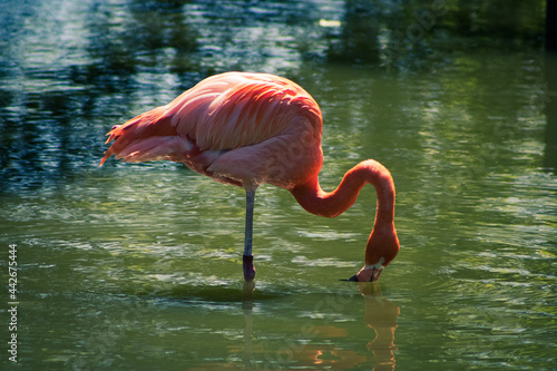 pink flamingo in water