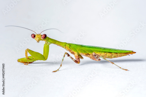 Bright Green Preying Mantis Mantid Mantises Mantidae Mantodea with red eyes on a white isolated background