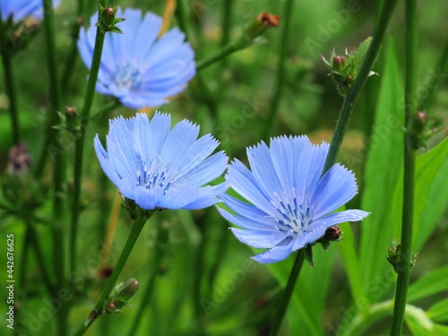 Blaue Blüten der Wegwarte photo