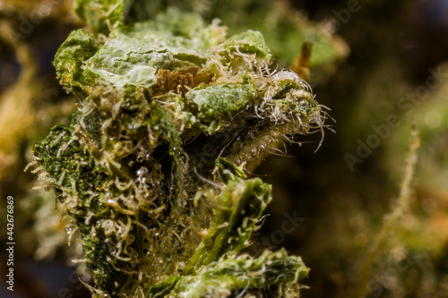 Close up Macro Shot of Cannabis marijuana with trichomes crystals of Indica and Sativa