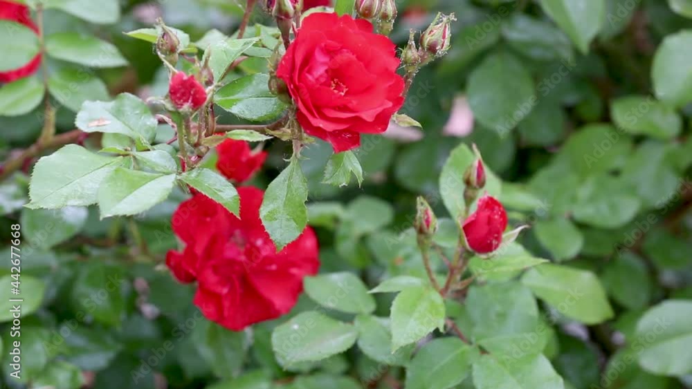 Outdoor red rose buds with lice Outdoor red rose buds with lice