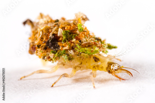 DEBRIS CARRYING LACEWING LARVAE, CHRYSOPIDAE