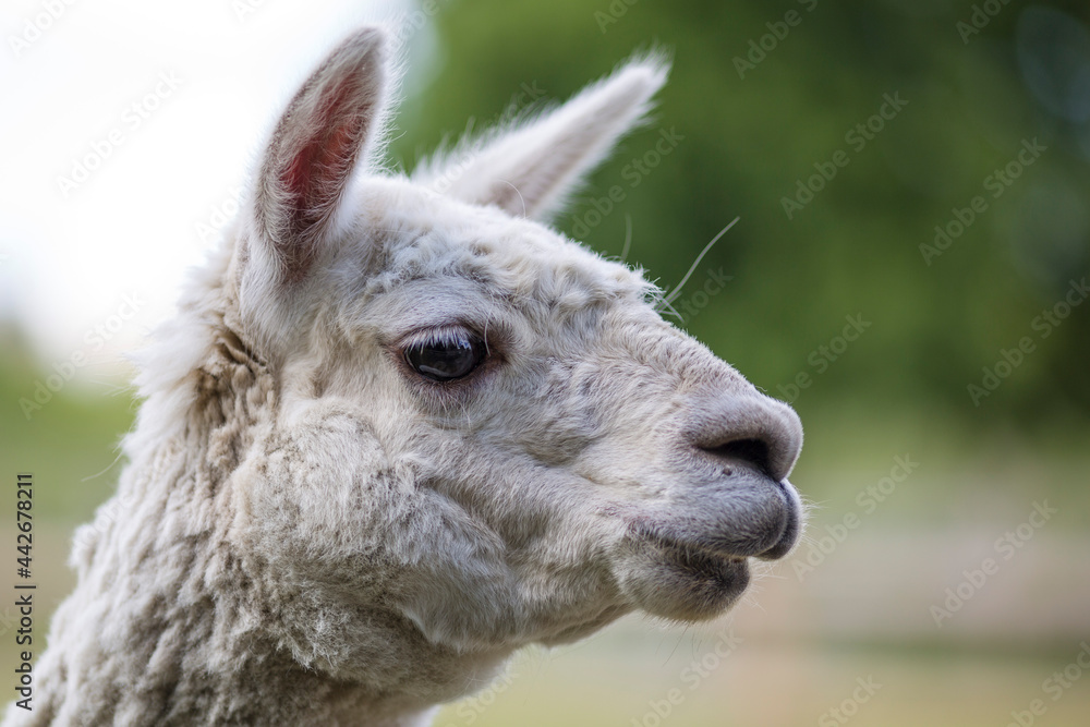 Obraz premium Llama with copy space on the left green background blurred with small shadow brown furry farm animal portrait of llamas alpaca