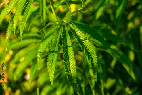 Green bushes of marijuana. Close up view of a young medical marijuana cannabis leaves.