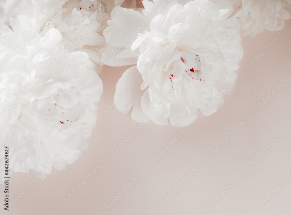 Beautiful white peony flowers on pastel pink background. Close up of white peonies flowers. Light background with peonies.