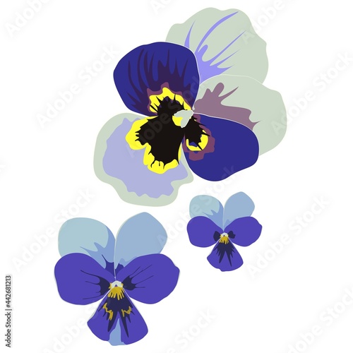 Purple violets flowers in blue color, vector elements for different decor, realistic botanical illustration
