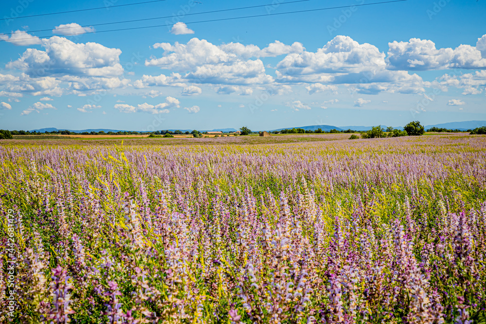 Champ de Sauge sclarée sur le plateau de Valensol