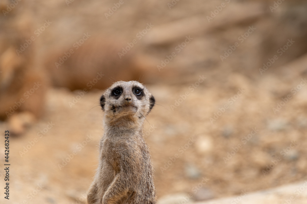 ミーアキャット