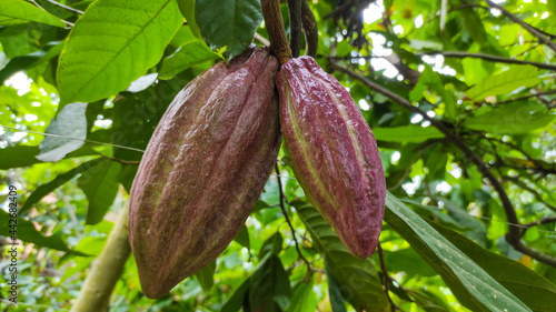 image of cocoa pods, asia tropical cacao pods