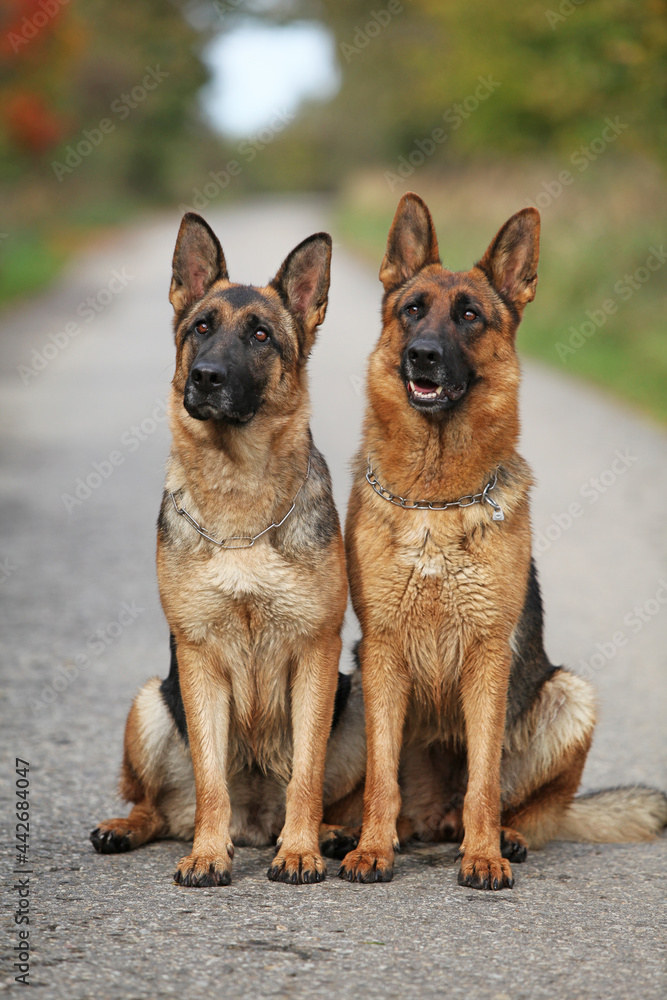 Nice couple of German Shepherd in autumn