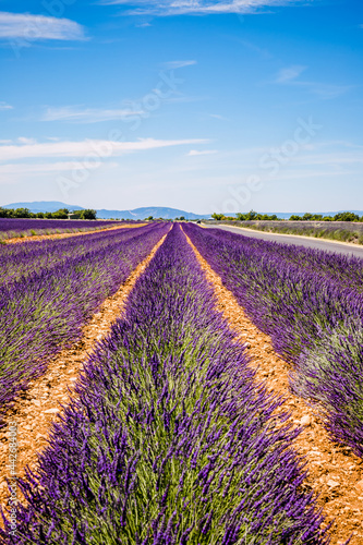 Champs de Lavandes    Puimoisson sur le plateau de Valensole