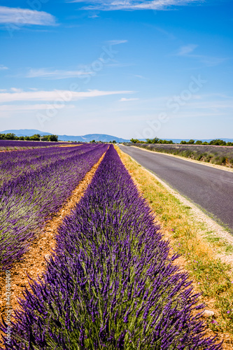 Champs de Lavandes    Puimoisson sur le plateau de Valensole