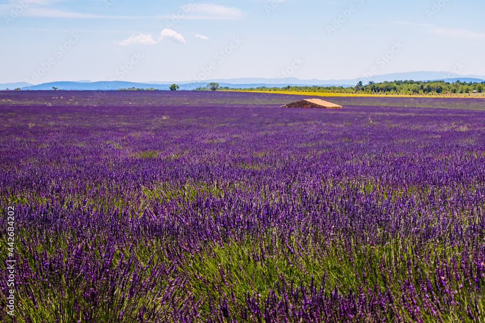 Obraz premium Champs de Lavandes à Puimoisson sur le plateau de Valensole
