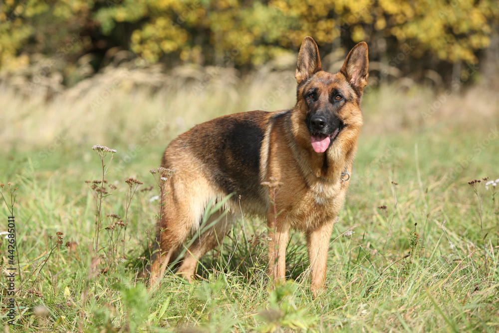 Nice German Shepherd in autumn