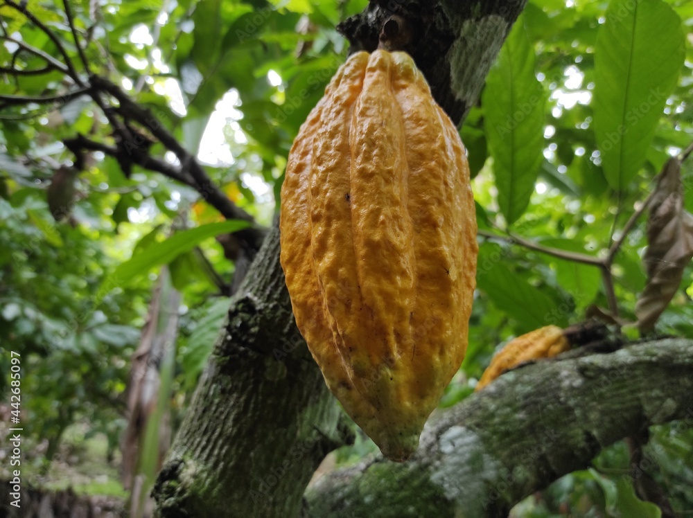image of cocoa pods, asia tropical cacao pods image of cocoa pods, asia tropical cacao pods