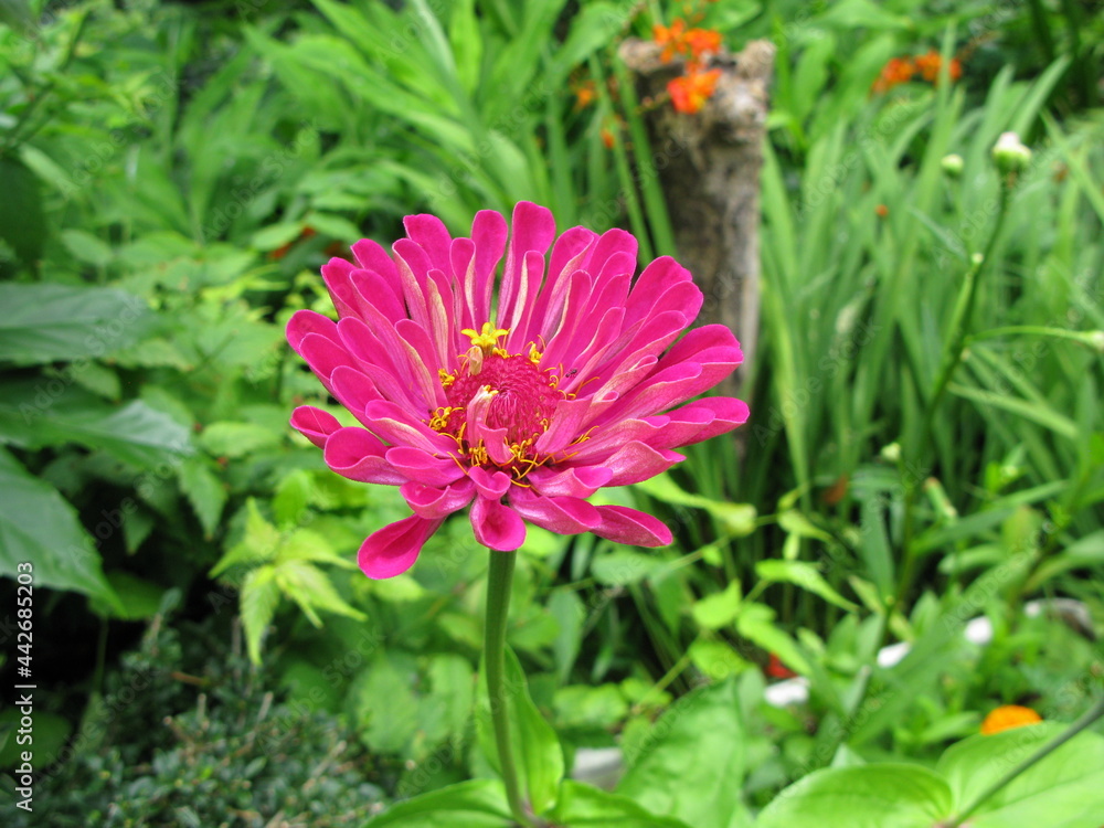 pink dahlia flower in the garden pink dahlia flower in the garden