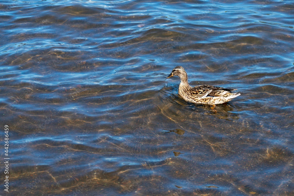 Gray duck on the water of an artificial reservoir.