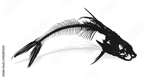 A Skeleton of big predatory sea fish.