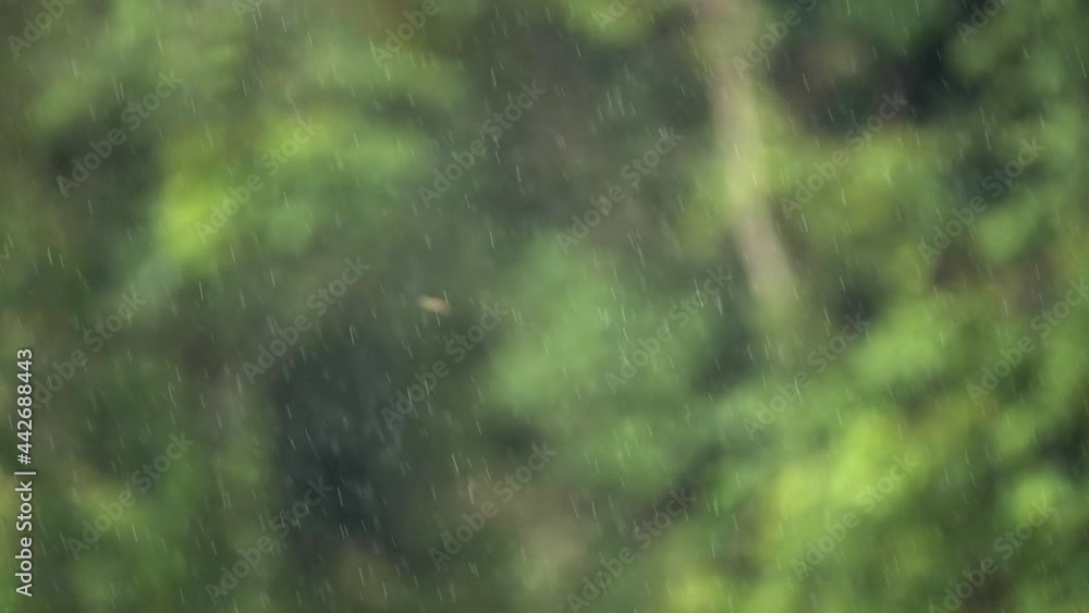 Rain on the Green background,Heavy rain in the forest background, Rain drops falling, Season background Rain on the Green background,Heavy rain in the forest background, Rain drops falling, Season background