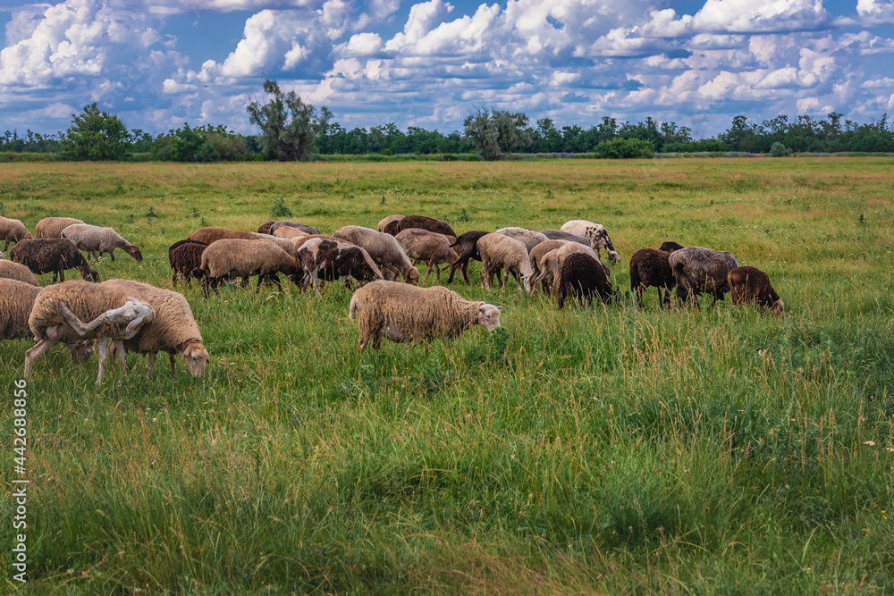 Beautiful summer rural landscape. A picturesque landscape against the background of a blue sky with cumulus clouds and sheep in a pasture with green grass. A flock of sheep in a beautiful meadow. 