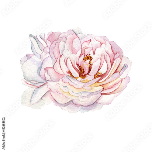 Watercolor illustration of a delicate pink rose. Botanical illustration.