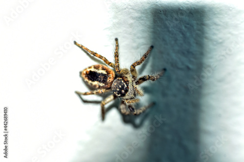 Extreme close-up. A hunting jumping spider (Marpissa muscosa) on the wall, on a gray background.