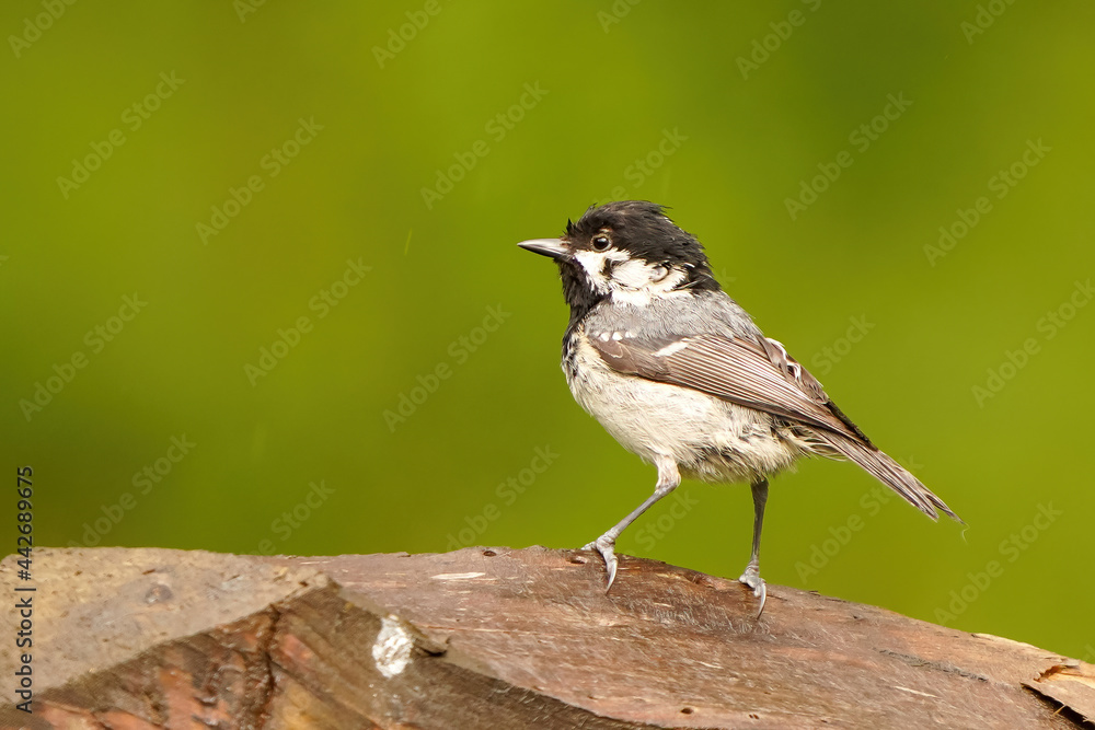 Coal tit, all wet after a heavy afternoon rain, perched on a fence Coal tit, all wet after a heavy afternoon rain, perched on a fence