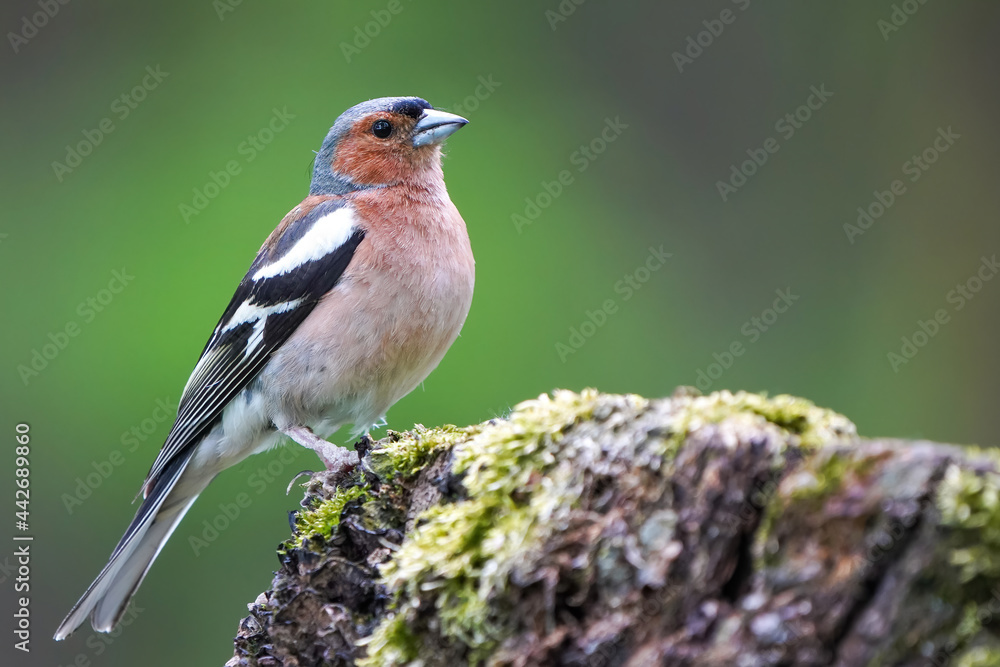 Fototapeta premium Male chaffinch perched on a tree stump 