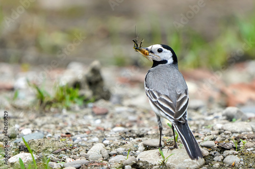 Photography White wagtail