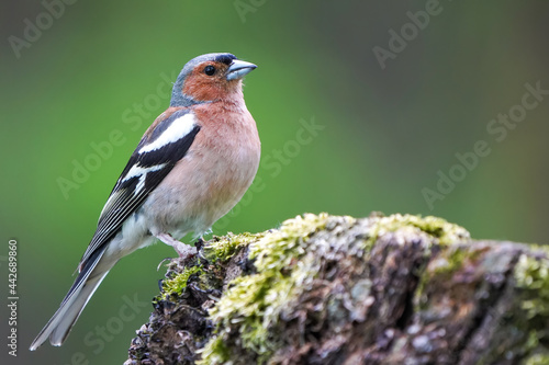 Male chaffinch perched on a tree stump 