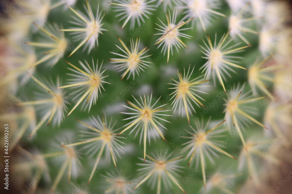 beautiful cactus with skewered spines to fend off predators self-defense protection beautiful cactus with skewered spines to fend off predators self-defense protection