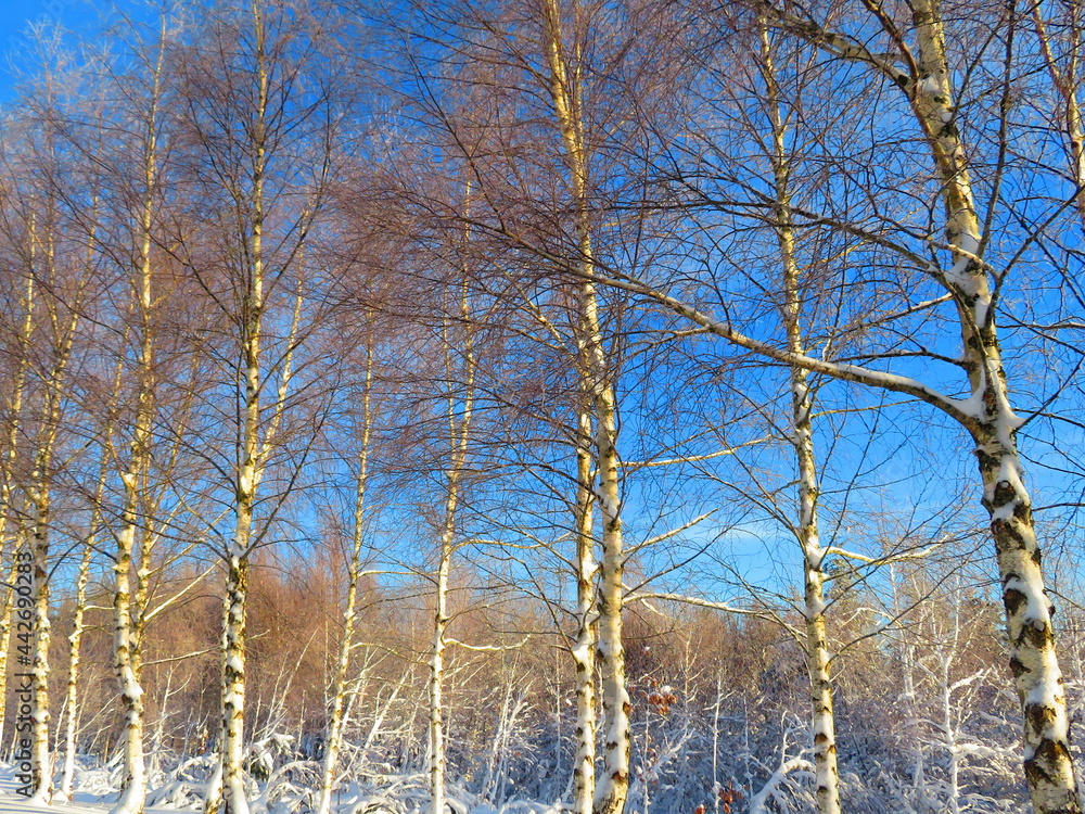 Fototapeta premium snow white cold winter beautiful ice cream trees landscape