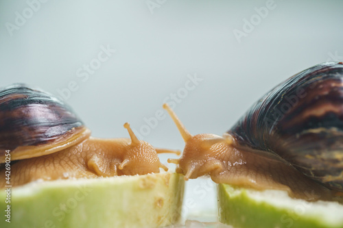 Two young snails are eating zucchini. Akhatina fulika. A giant African land snail. Pets. The care and care of the Selective focus. photo