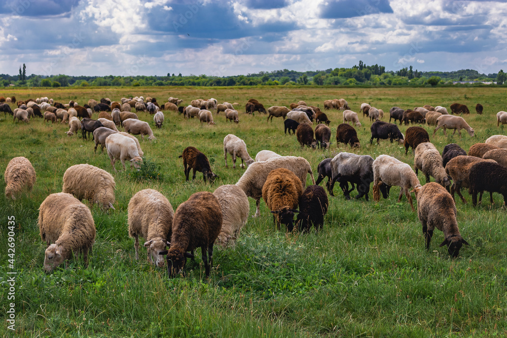 Obraz premium A flock of sheep in a beautiful meadow. A picturesque landscape against the background of a blue sky with cumulus clouds and sheep in a pasture with green grass. Sheep in the pasture. 