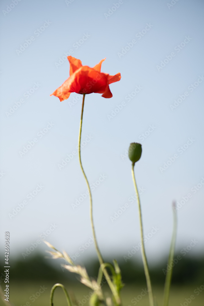 Obraz premium TOA_1317-1_BRONA_AST