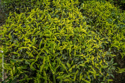 Top view of fresh tea leaves
