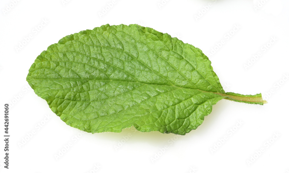 Obraz premium Borretsch, Borago, officinalis