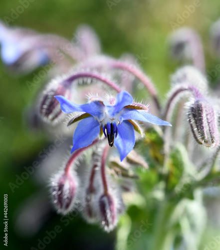 Borretsch, Borago officinalis photo