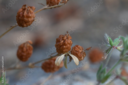 Dry flower of The real hops (Humulus lupulus) is a plant species in the hop genus , It belongs to the hemp family (Cannabaceae).Real hops were named Medicinal Plant of the Year 2007. © Raksanstudio