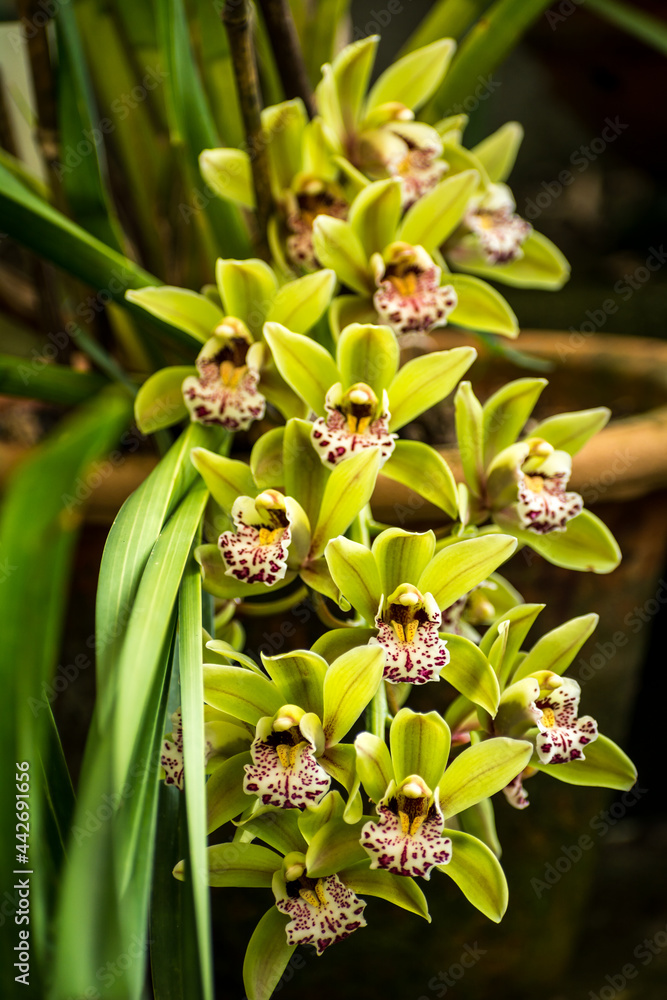 Obraz premium Buch of Cymbidium Flowers