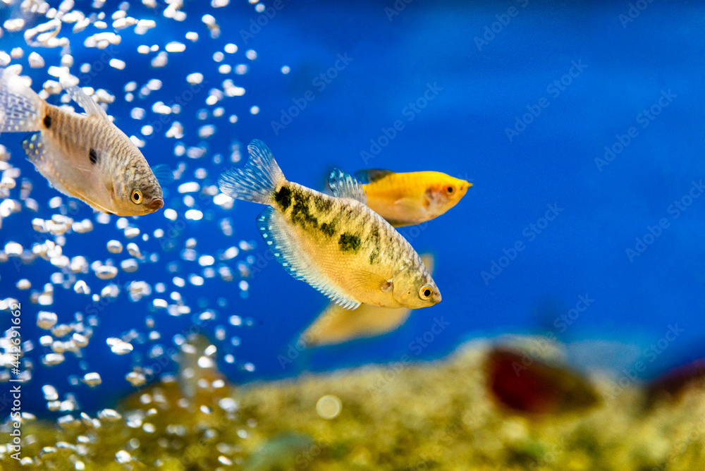 Goldfish in aquarium with clean water. Goldfish in aquarium with clean water.
