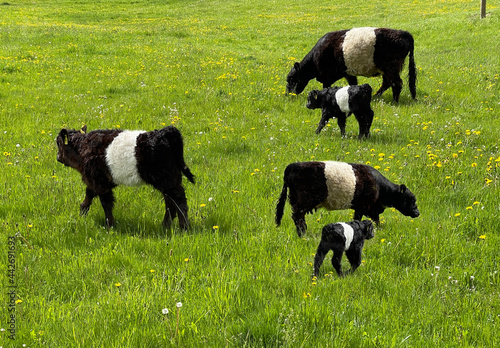 Galloway-Sattelrind, Belted photo