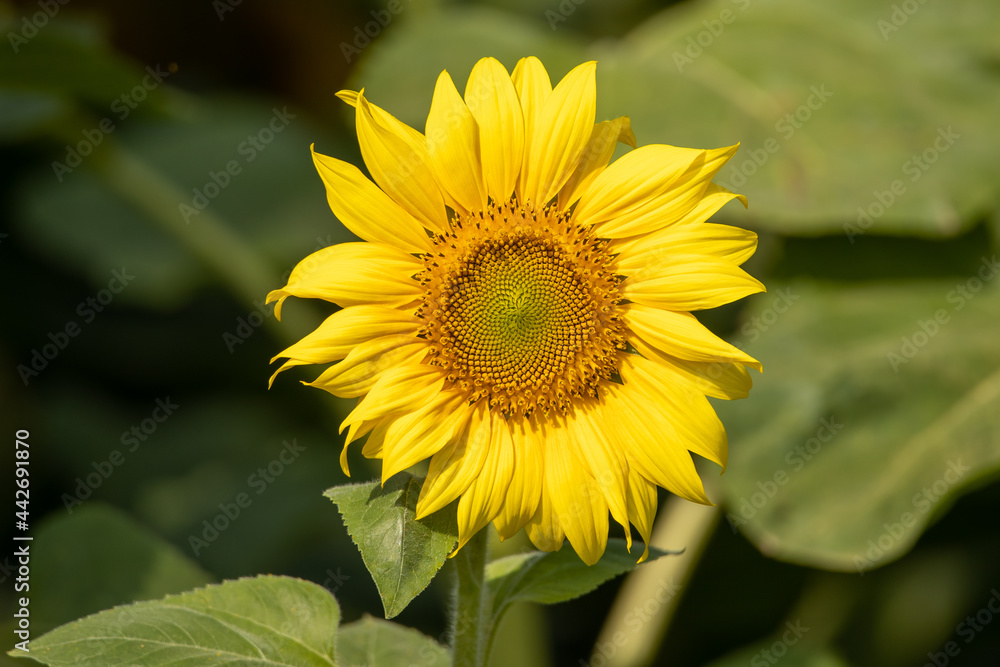 Sunflower on the field closeup. Authentic farm series. Sunflower on the field closeup. Authentic farm series.