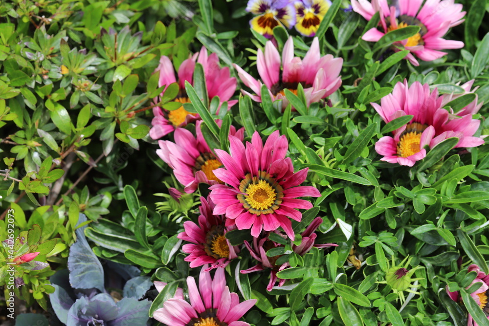 春の花壇に咲くガザニアの花 春の花壇に咲くガザニアの花