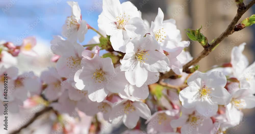 The best cherry blossom in Tokyo The best cherry blossom in Tokyo