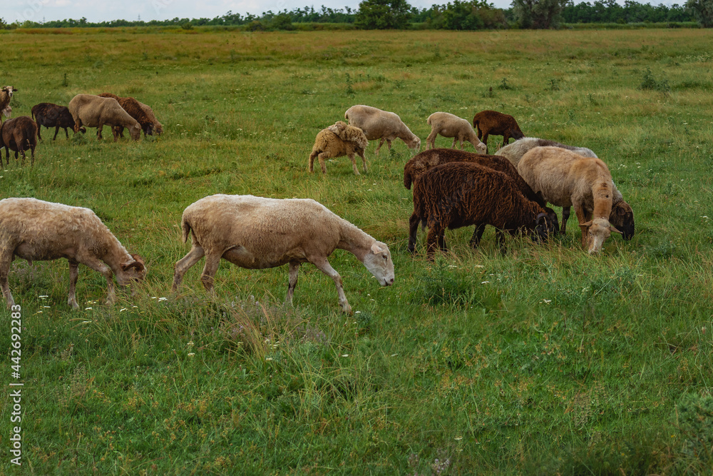 Summer rural landscape. A flock of sheep in a beautiful meadow. A picturesque landscape against the background of sheep in a pasture with green grass. Sheep graze in a meadow. Summer rural landscape. A flock of sheep in a beautiful meadow. A picturesque landscape against the background of sheep in a pasture with green grass. Sheep graze in a meadow.