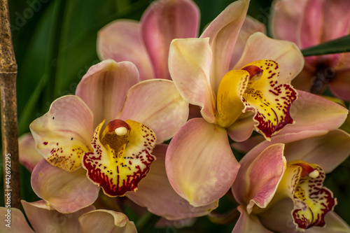 Pink Cymbidium Flower